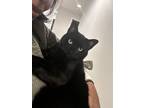 Adopt Xander a All Black Bombay / Mixed (short coat) cat in Alexandria
