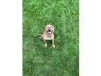 Adopt Xena a Tan/Yellow/Fawn Mutt / Boxer / Mixed dog in Kansas City