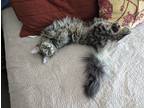 Adopt Kiriko a Brown Tabby Domestic Longhair / Mixed cat in Houston