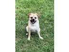 Adopt Rover a Tan/Yellow/Fawn - with White Pug / Border Collie / Mixed dog in