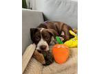 Adopt Darla a Brown/Chocolate - with White Pointer / Mixed dog in Philadelphia