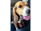 Adopt Margo a Tricolor (Tan/Brown & Black & White) Beagle / Mixed dog in