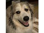 Adopt Mondo a White - with Brown or Chocolate Great Pyrenees / Mixed dog in
