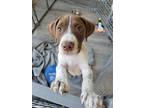 Adopt Maddie a Brown/Chocolate - with White Pointer / Mixed dog in Philadelphia