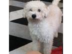Adopt Odie a White Poodle (Standard) / Mixed dog in Bronx, NY (34817180)