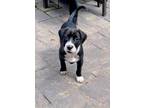 Adopt Lila a Black - with White Pointer / Mixed dog in Philadelphia
