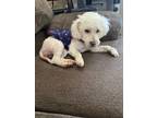 Adopt daisy a White Poodle (Miniature) / Mixed dog in Sacramento, CA (41035817)