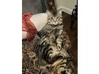 Adopt Q a Gray, Blue or Silver Tabby Tabby / Mixed (short coat) cat in Prosper