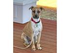 Adopt Bridger a Brown/Chocolate - with White Hound (Unknown Type) / Mixed dog in