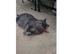 Adopt Lovey a Gray or Blue Domestic Shorthair / Mixed (medium coat) cat in