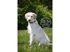 Adopt Little Man a White - with Tan, Yellow or Fawn Labrador Retriever / Mixed