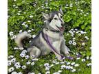 Adopt Zeus a Tricolor (Tan/Brown & Black & White) Siberian Husky / Alaskan