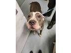 Adopt Gilly Girl a Pit Bull Terrier / Mixed dog in Portsmouth, VA (41276151)