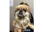 Adopt Bala a Brindle Pekingese / Mixed Breed (Medium) / Mixed (short coat) dog