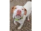 Adopt Sota a White American Staffordshire Terrier / Mixed Breed (Medium) / Mixed