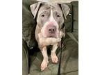 Adopt Peanut Butter a White - with Gray or Silver Pit Bull Terrier / Mixed dog