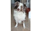 Adopt Millie a Merle Australian Shepherd / Australian Shepherd / Mixed dog in