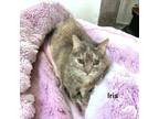 Adopt Iris a Gray or Blue Domestic Shorthair / Domestic Shorthair / Mixed cat in
