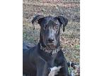 Adopt Zeke a Black - with White Great Dane / Mixed dog in Johns Creek