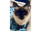 Adopt Echo a Tan or Fawn (Mostly) Domestic Mediumhair (medium coat) cat in