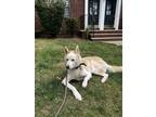 Adopt Apollo a White - with Tan, Yellow or Fawn Husky / Mixed dog in Hasbrouck