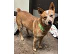 Adopt Mad Max a Red/Golden/Orange/Chestnut Australian Cattle Dog / Mixed dog in