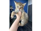 Adopt Furrari Car Litter a Domestic Shorthair / Mixed (short coat) cat in Bryan