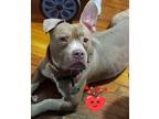 Adopt Cargo a Brown/Chocolate - with White Pit Bull Terrier / Mixed Breed