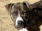 Adopt Honeybaked a Brown/Chocolate Mixed Breed (Large) / Mixed dog in