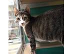 Adopt Starburst a Brown or Chocolate Domestic Shorthair / Domestic Shorthair /