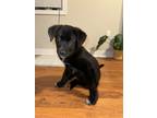 Adopt bruno a Black Labrador Retriever / Mixed dog in Brampton, ON (41275986)