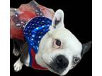 Adopt MissChieff a Black - with White Boston Terrier / Mixed dog in Creston