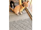 Adopt Bob a Orange or Red American Shorthair / Mixed (short coat) cat in