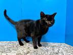 Adopt Owen a All Black Domestic Shorthair (short coat) cat in Powell