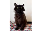 Adopt Quagmire a All Black Domestic Mediumhair / Domestic Shorthair / Mixed cat