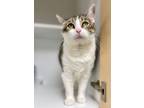 Adopt Tinker a Gray or Blue Domestic Shorthair / Mixed Breed (Medium) / Mixed