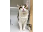 Adopt Tinker a Gray or Blue Domestic Shorthair / Domestic Shorthair / Mixed cat