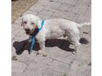 Adopt Scruffles a White Bichon Frise / Mixed dog in Deerfield Beach