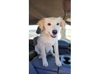 Adopt Curly a Tan/Yellow/Fawn - with White Golden Retriever / Great Pyrenees /