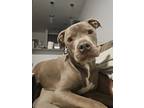 Adopt Prince a Brown/Chocolate - with White American Pit Bull Terrier / Mixed
