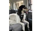 Adopt Buck a Tricolor (Tan/Brown & Black & White) Great Pyrenees / Mixed dog in