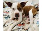 Adopt Sugar a White American Pit Bull Terrier dog in Charleston, SC (40596949)