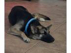 Adopt GiGi a Black - with Tan, Yellow or Fawn German Shepherd Dog / Belgian