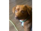 Adopt Bentley a Tan/Yellow/Fawn - with White Dachshund / Mixed dog in Anna