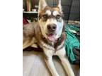 Adopt Opal a Red/Golden/Orange/Chestnut Siberian Husky / Mixed dog in Los