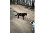 Adopt Abby a Brindle Labrador Retriever / Mixed dog in Springville