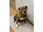 Adopt Delilah a Brindle Mixed Breed (Large) / Mixed dog in Chamblee