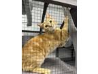 Adopt jayce a Orange or Red Domestic Shorthair / Mixed Breed (Medium) / Mixed