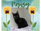 Adopt Pansy a All Black Domestic Shorthair / Mixed cat in Hamilton