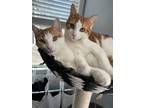 Adopt Taylor and Stevie a Orange or Red Domestic Shorthair / Mixed (short coat)
